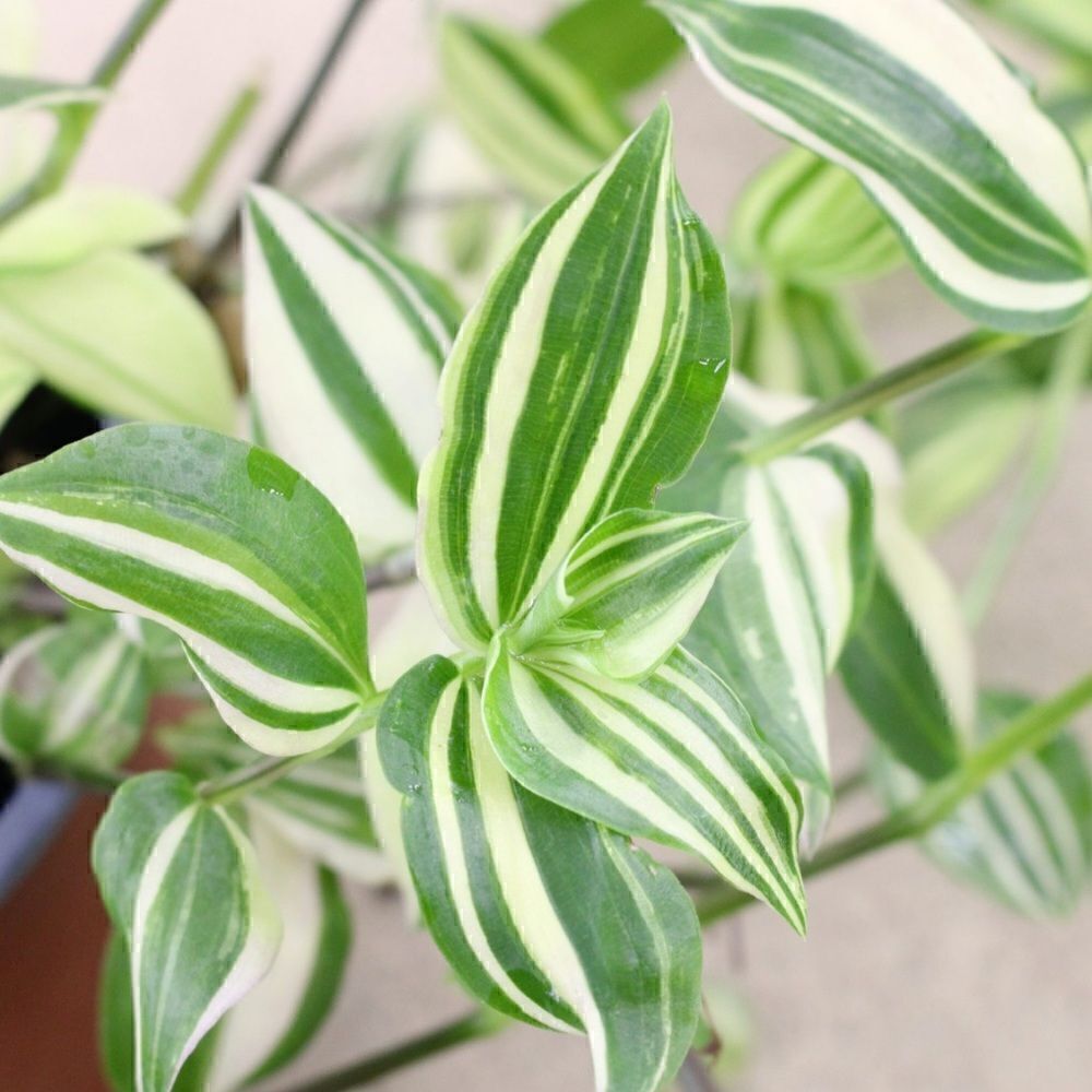 tradescantia fluminensis variegata (inch plant)
